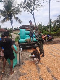 BABINSA KORAMIL 406-06/TUGUMULYO DAMPINGI PENYERAPAN GABAH KERING PANEN (GKP) DI DESA MATARAM