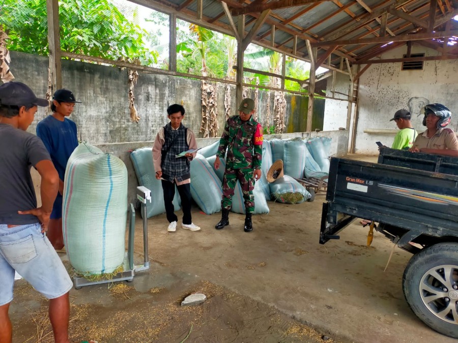 BABINSA KORAMIL 406-06/TUGUMULYO DAMPINGI PENYERAPAN GABAH KERING PANEN DI DESA MATARAM