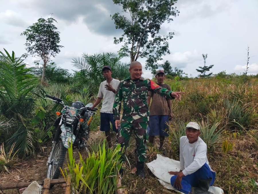 Babinsa Koramil 406-05/Muara Kelingi Sosialisasikan Pemanfaatan Lahan Perkebunan untuk Tanam Padi Gogo sebagai Sumber Pemasukan Tambahan bagi Petani