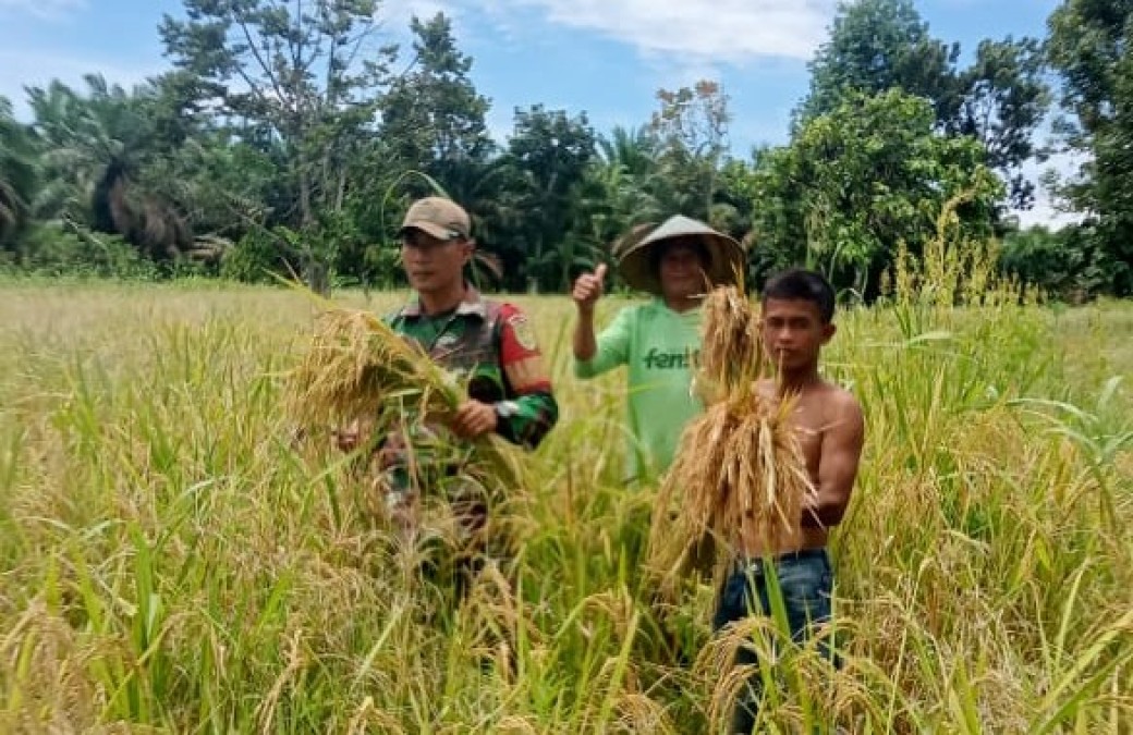 Babinsa Koramil 406-05/Muara Kelingi Dampingi Petani Melaksanakan Panen Padi