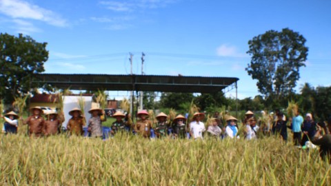 Panen Raya Padi Serentak Dalam Rangka Mendukung Swasembada Pangan Nasional