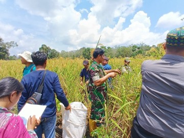 BABINSA KORAMIL 406-05/MUARA KELINGI OPTIMALKAN PERTANIAN PADI MELALUI PENDAMPINGAN KEPADA PETANI