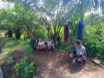 GIAT BABINSA KORAMIL 406-06/TUGUMULYO: KOMUNIKASI SOSIAL DAN PANEN PADI BERSAMA PETANI DI DESA Q1 TAMBAH ASRI