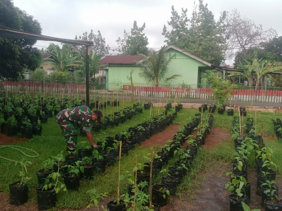 Babinsa Koramil 406-10/Lubuk Linggau Timur Laksanakan Pemantauan Tanaman Cabe di Lahan Sekitar Koramil