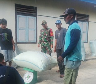 BABINSA KORAMIL 406-06/TUGUMULYO pantau penyerapan Gabah Kering Panen (GKP) di Desa Mataram