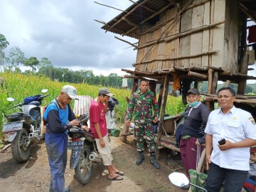 Babinsa Bersama PPL Berikan Penyuluhan tentang Tanaman Padi dan Proses Panen Yang Efektif