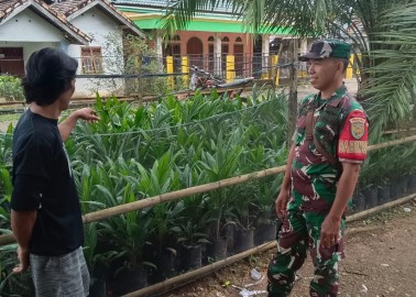 Komsos Babinsa, Berikan Motivasi Kepada Pak Darso dalam Merawat Bibit Sawit