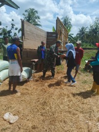 Babinsa Koramil 406-06/Tugumulyo Dampingi Penyerapan Gabah Petani di Desa Air Satan