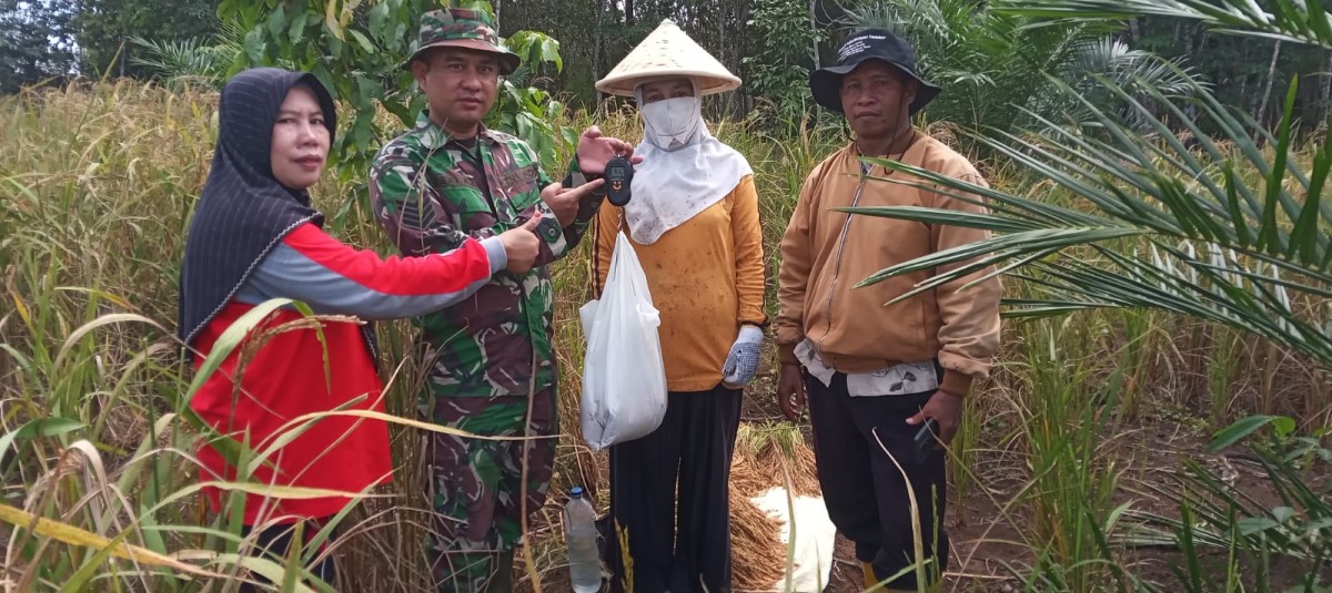Serma Deki Adi Kesuma Dampingi Kegiatan Pengubinan dan Panen Padi Gogo di Desa Lubuk Rumbai