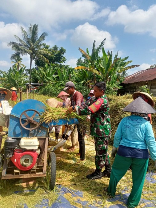 Babinsa Koramil 406-06/Tugumulyo Bantu Warga Panen Padi di Desa Satan Indah