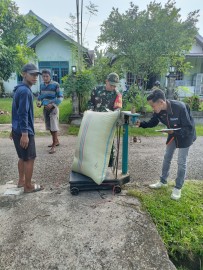 Babinsa Koramil 406-06/Tugumulyo Dampingi Serapan Gabah di Desa Trikoyo