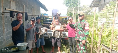 Kades Mangan Jaya Bersama Serka Rudiyanto Babinsa Koramil 406-05/Muara Kelingi Serahkan Bantuan Kambing untuk Dukung Ketahanan Pangan