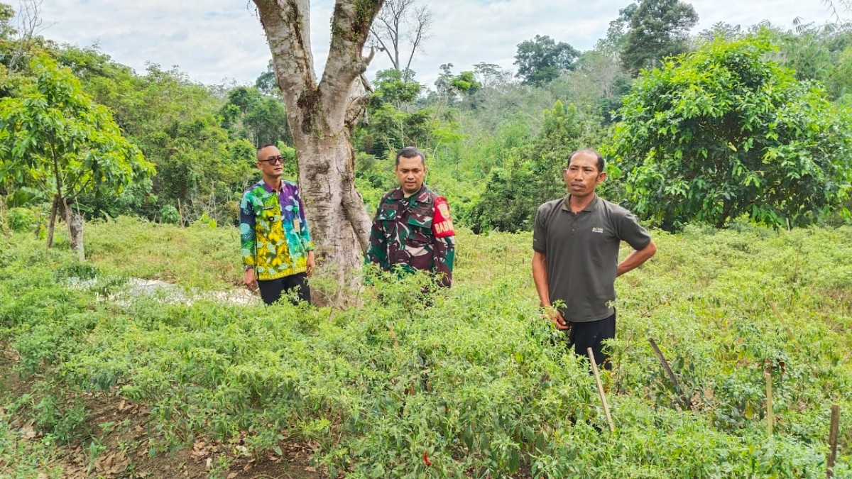 Babinsa Koramil 406-08/Lubuk Linggau Laksanakan Komsos dan Tinjau Perkebunan Warga di Sumber Agung