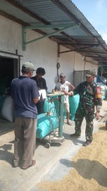 Babinsa Koramil 406-06/Tugumulyo Dampingi Penimbangan Gabah Kering Panen di Desa Bangunsari