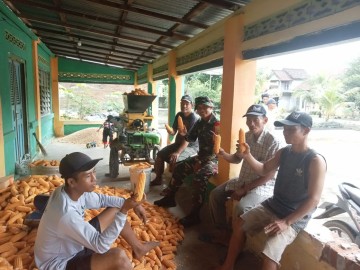 Babinsa Koramil 406-10/Lubuklinggau Timur Bantu Warga Panen Jagung di Kelurahan Simpang Periuk