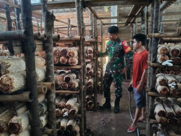 Babinsa Koramil 406-01/Rawas Ulu Laksanakan Komsos Bersama Petani Jamur di Desa Sungai Jauh