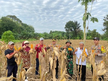 Babinsa Koramil 406-01/Rawas Ulu Hadiri Panen Raya Ketahanan Pangan di Desa Lubuk Kemang