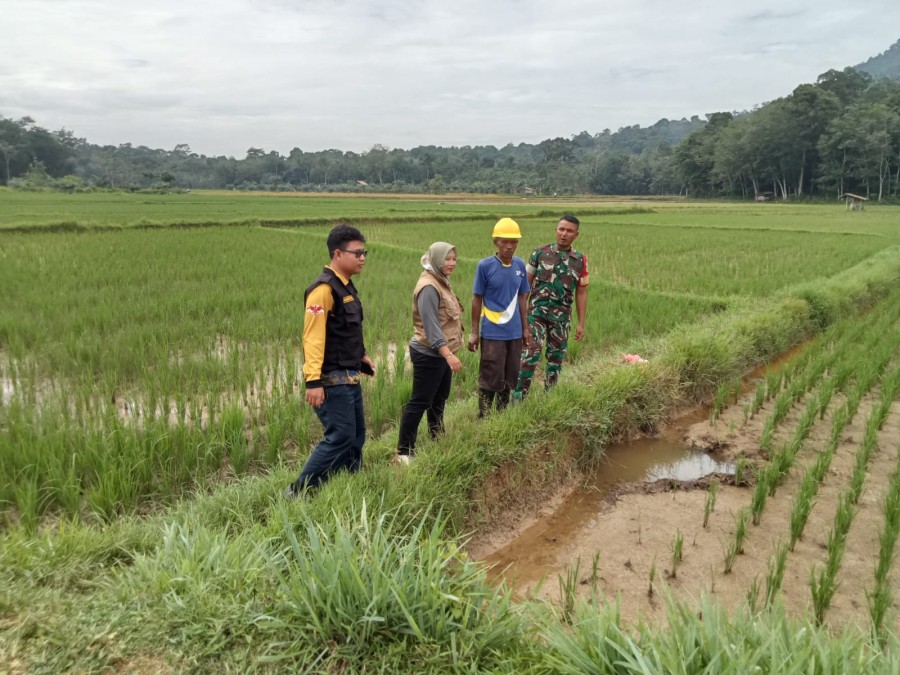 Babinsa Koramil 406-09/Terawas Sosialisasi Bersama PPL Bahas Harga Gabah di Desa Sumber Karya